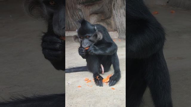 Черный Хохлатый Мангобей, который хрустит морковкой смотреть онлайн