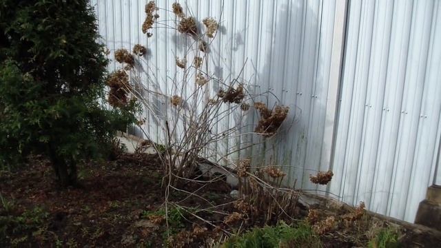 30 апреля 2022. Обзор сада и цветников после зимы. смотреть онлайн