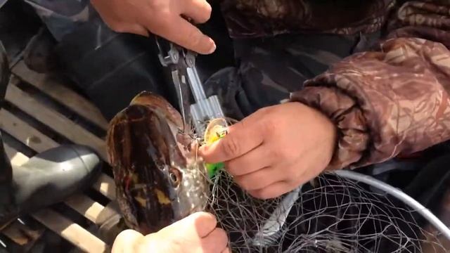 Рыбинка на Халка смотреть онлайн