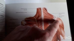 Болит плечо, плечевой сустав? Не поднимается рука, не заводится за спину и не скручивается?