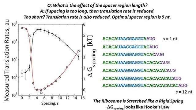 Efficient expression optimization of proteins and pathways using the RBS calculator смотреть онлайн