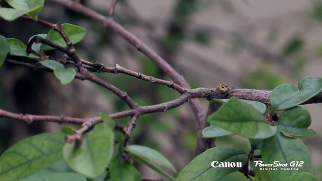 Canon G12 - Testing HD Video смотреть онлайн