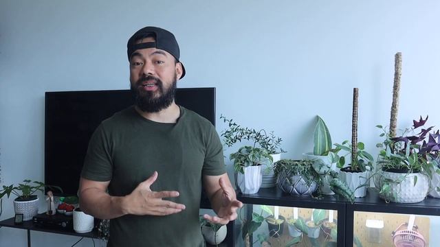 Houseplant Tour - indoor plants in my living room | June 2021 смотреть онлайн