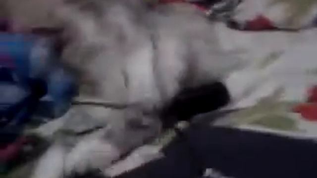 Котёнок (он) 2часть смотреть онлайн
