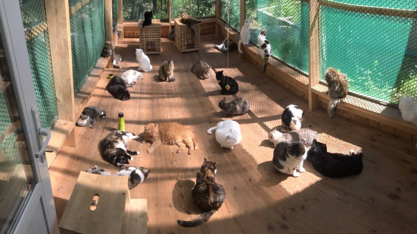 Мечта кошатника