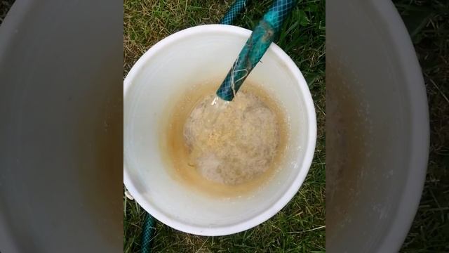 Народный рецепт для борьбы с капустными гусеницами! (капустница и капустная совка) смотреть онлайн