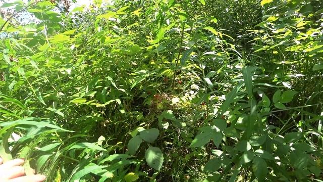 Малина, черника, грибы смотреть онлайн