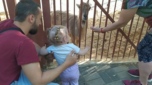 Липецкий зоопарк. Цены, впечатления, эмоции. Лето 2023 смотреть онлайн