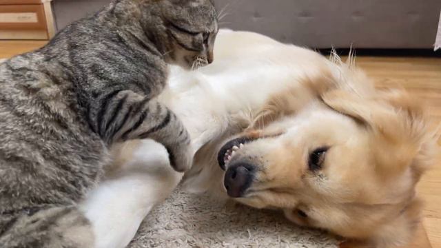 What Do A Golden Retriever And A Cat Do After A Sweet Sleep