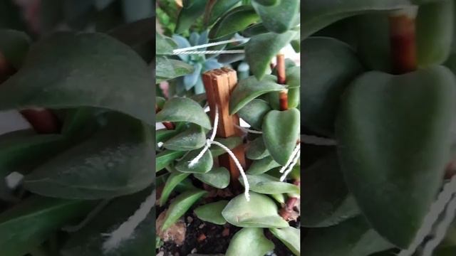 Суккулентные садики через 2-3 года после посадки. смотреть онлайн