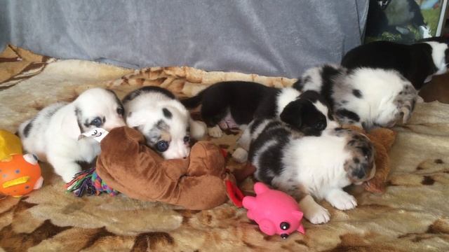 ВЕЛЬШ-КОРГИ-КАРДИГАН ЩЕНКИ смотреть онлайн