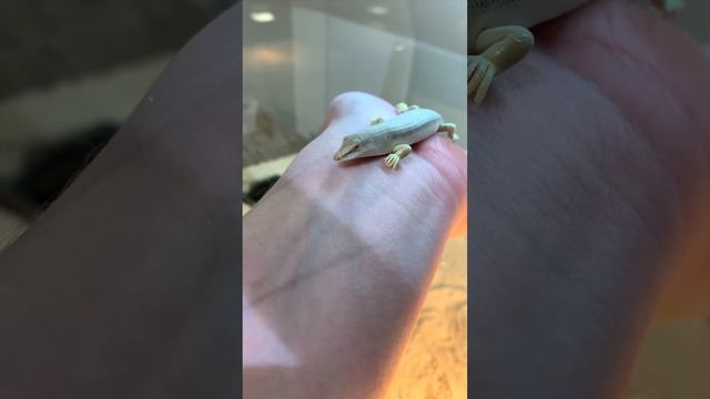 Аптечный сцинк - Перри смотреть онлайн