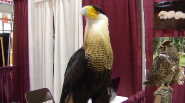 Cracker The Crested Caracara