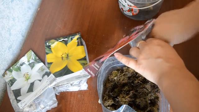 Размножение ,укоренение лилий чашуйками смотреть онлайн