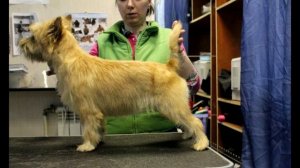 Керн-терьер Описание породы