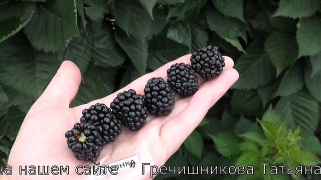 ПОНКА и ХОЛС БЬЮТИ сорта ежевики со сладкой ягодой смотреть онлайн