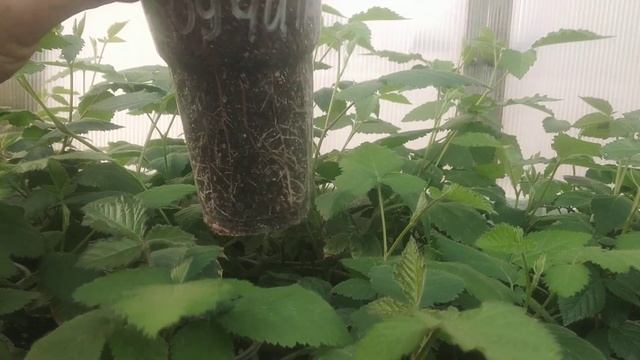 Обработка и подкормка саженцев ежевики!!! Как бороться с хлорозом на Коламбии Гигант и Санрайс!!! смотреть онлайн