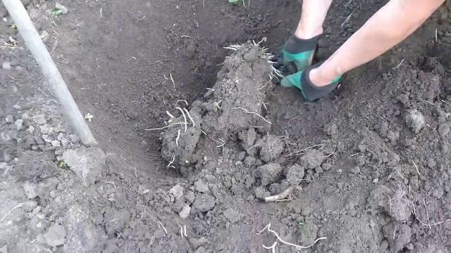 Результат кильчевания в траншеи черенков винограда. На 23.05 2021года смотреть онлайн
