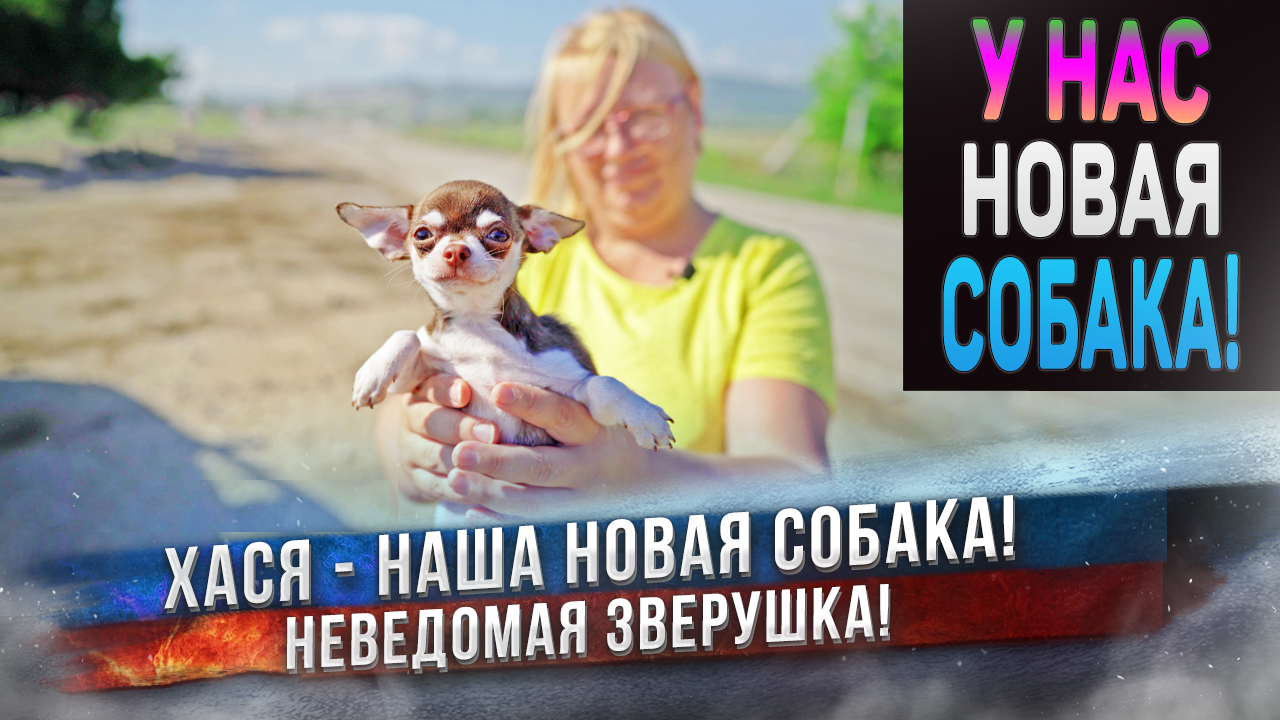 Хася - чихуахуа или хаски? смотреть онлайн