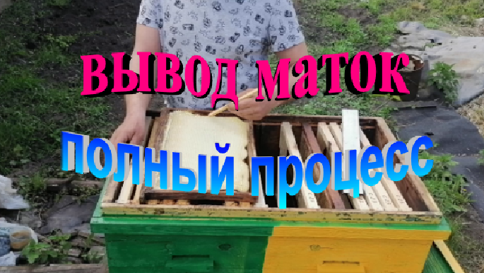 Вывод маток для собственных нужд простой и высокоэффективный способ. Полный процесс смотреть онлайн
