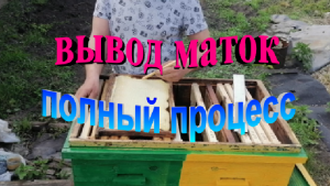 Вывод маток для собственных нужд простой и высокоэффективный способ. Полный процесс