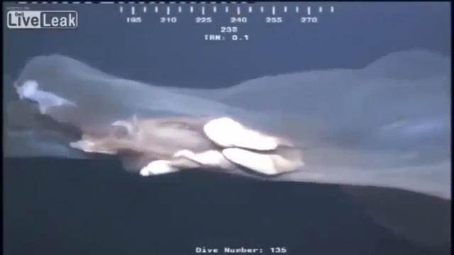 5 Unexplained Sea Creatures Caught On Camera ? Deep Sea Monsters смотреть онлайн