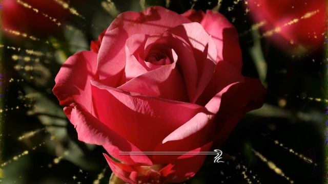 Желаю счастья! Красивые цветы музыка и пожелания смотреть онлайн
