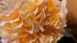 LA CAMPANELLA ROSE plant discovered by Frank Bart Schuurman