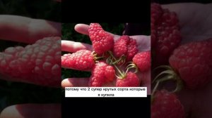 Лучший сорт малины. Очень крупная и не разрастается сильно