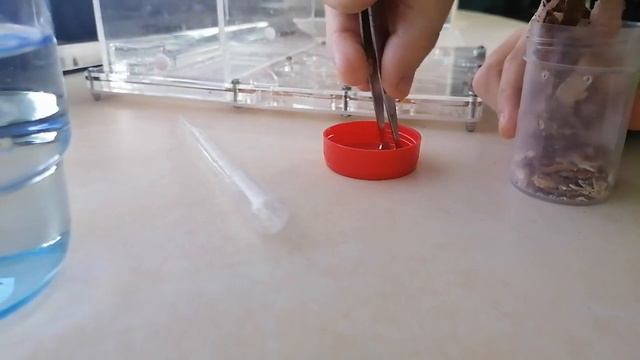 муравьиная ферма 1 часть. 13 августа 2021 года. смотреть онлайн