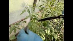 ФОРМИРОВАНИЕ ТОМАТОВ В ОДИН СТЕБЕЛЬ, КАК ПРАВИЛЬНО ЭТО СДЕЛАТЬ, РАССАЗЫВАЮ И ПОКАЗЫВАЮ.