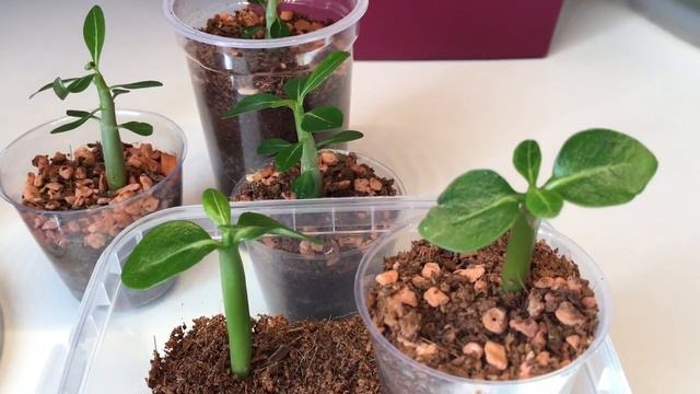 Adenium / Meine Winteraussaat / Caudex / Pflanzen смотреть онлайн