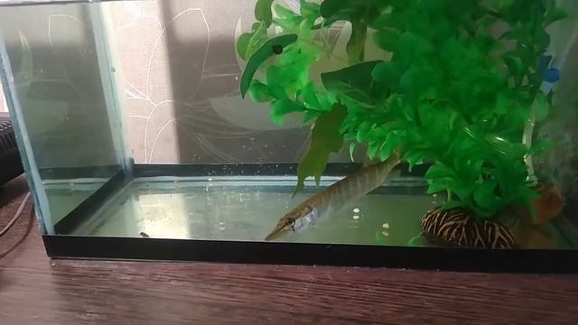 Домашний щуренок сожрал гуппяшку смотреть онлайн