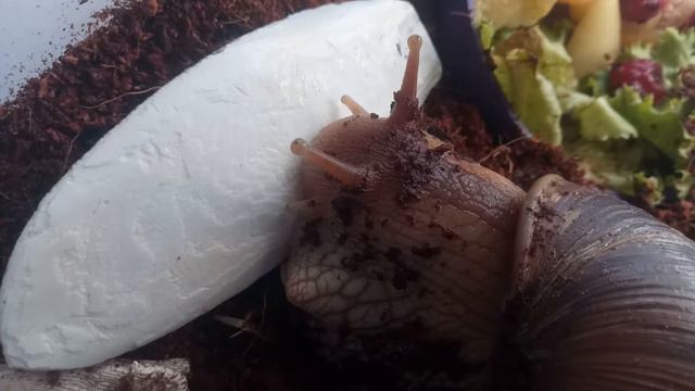 Улитка ахатина грызет сепию смотреть онлайн