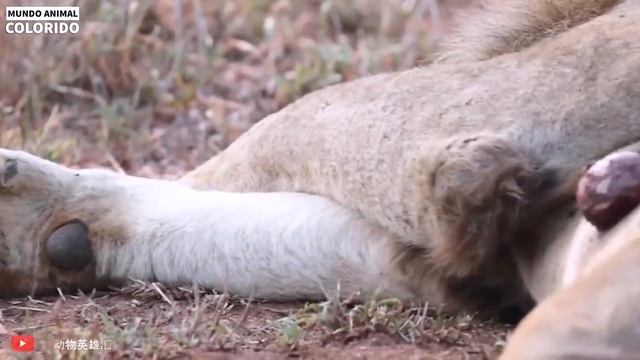 Doloroso! Python Gigante Tentou Roubar Mel Da Abelha Rainha E Pagou Um Preço Alto | Mundo Animal смотреть онлайн