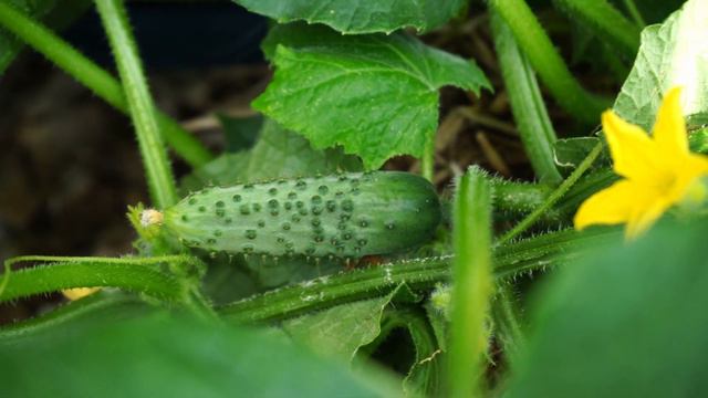 Growing Pickling Cucumbers Outside смотреть онлайн