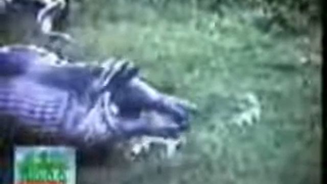Анаконда против гиппопотама Бои животных Anaconda vs hippo смотреть онлайн