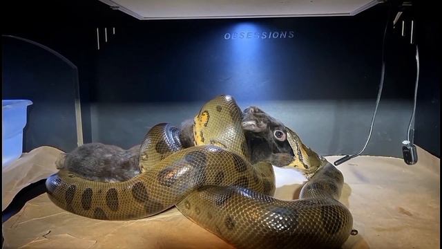 Bitten, Strangled Then Eaten By Largest Snake Alive : *WARNING* LIVE FEED смотреть онлайн