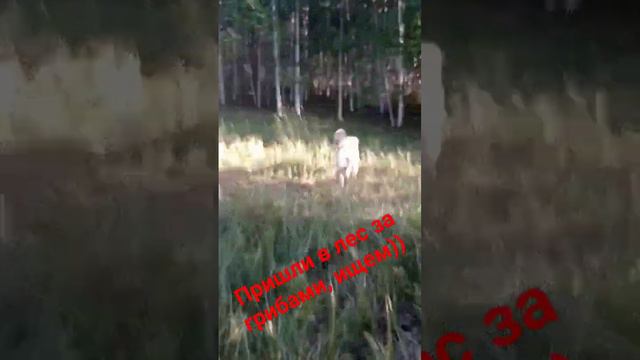 алабай среднеазиатская овчарка прогулка по лесу смотреть онлайн