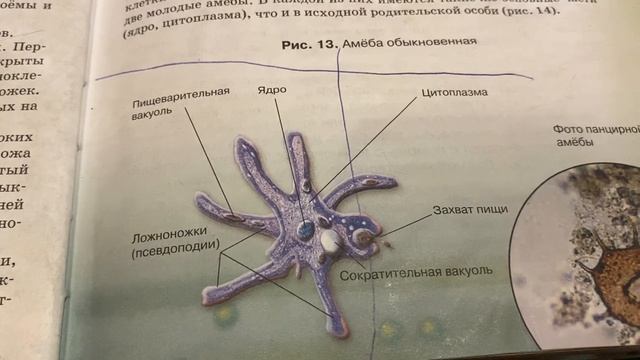 Биология/7 кл/Подцарство Одноклеточные. Тип Саркожгутиковые/26.09.21 смотреть онлайн