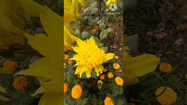 Yellow Dahlia flower. Bicolor Dahlia. Yellow Chandramallika flower 🌼.My Garden. смотреть онлайн