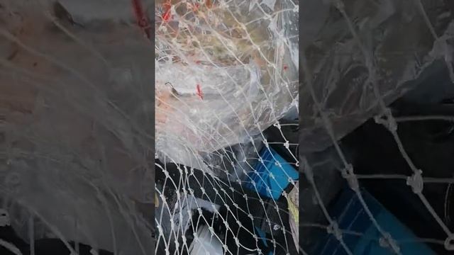 Рыбу нашел лишь во второй половине дня. смотреть онлайн