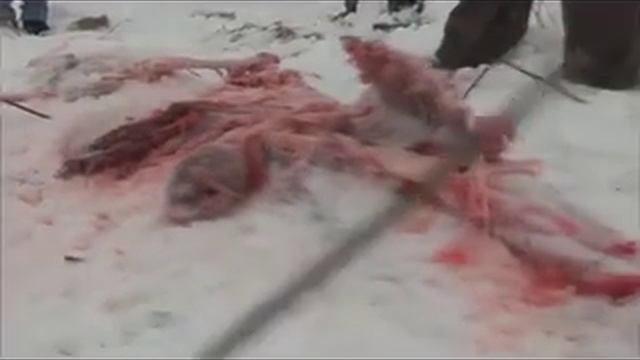 Волки съели собаку |Алабай| земля ему пухом :( смотреть онлайн