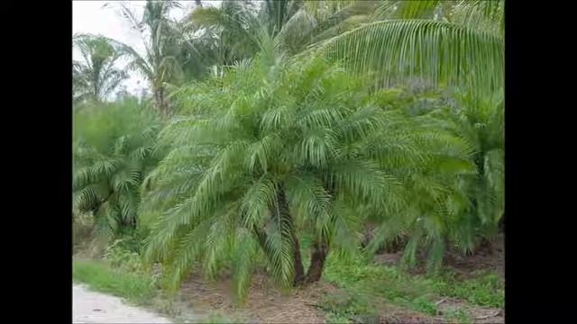 Phoenix Roebelenii смотреть онлайн