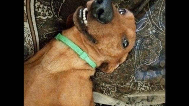 Новокузнецк потерялся пёс!!! Такса!!! Жорик смотреть онлайн