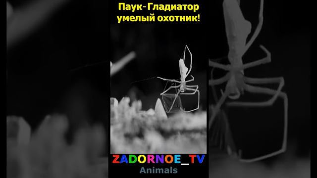 Паук Гладиатор умелый охотник!