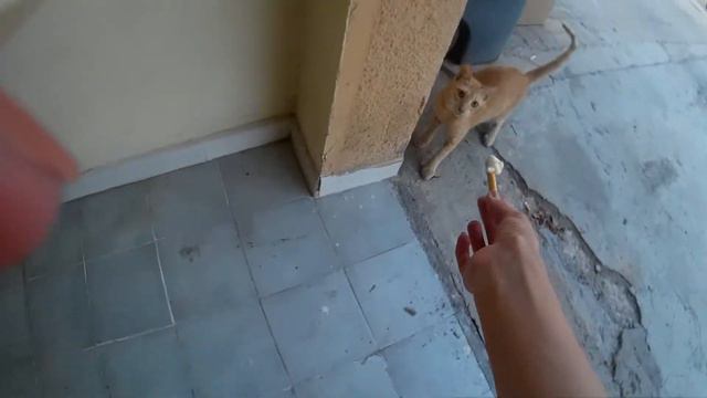 Арабские кошки не понимают русский смотреть онлайн