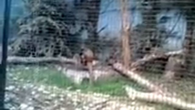 Угадай животное! смотреть онлайн