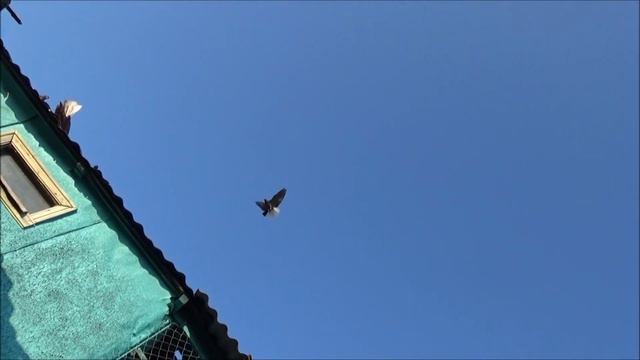 голуби 28/07/19г. смотреть онлайн