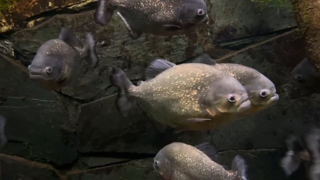 2 готовые работы/2 процесса/наше море/парк кадриорг/зоопарк/немного планов на осень и зиму/кардиган смотреть онлайн